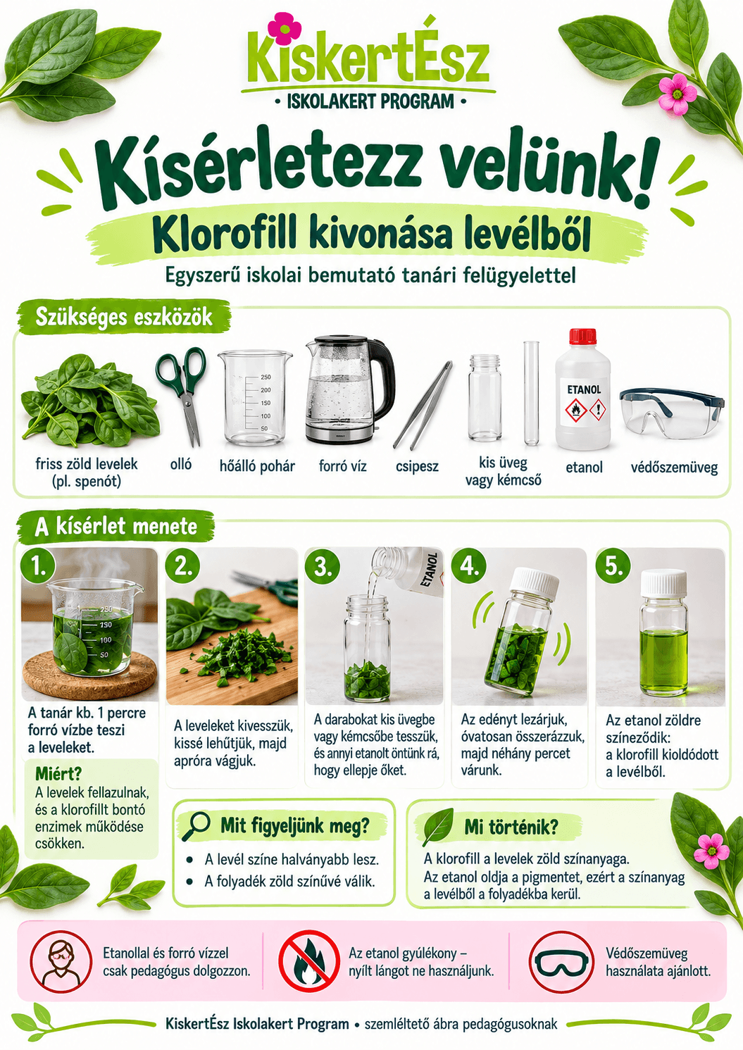 Hogyan vonhatjuk ki a klorofillt a levelekből