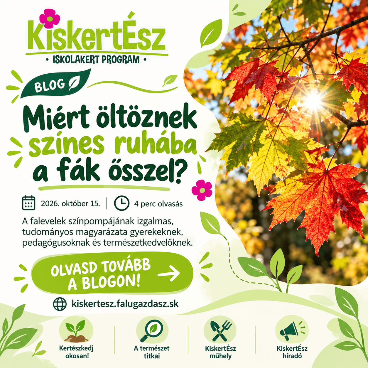 Miért öltöznek színes ruhába a fák ősszel?
